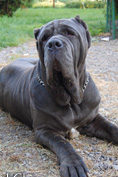 Mastino napoletano