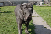 Mastino napoletano