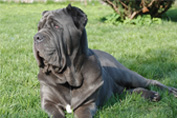 Mastino napoletano