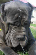 Mastino napoletano
