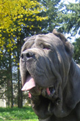 Mastino napoletano