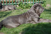 Mastino napoletano