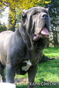 Mastino napoletano
