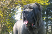 Mastino napoletano