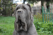 Mastino napoletano