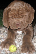 Mastino napoletano GARRY Bestia Glover