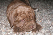 Mastino napoletano GARRY Bestia Glover
