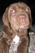 Mastino napoletano GARRY Bestia Glover