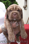 Mastino napoletano GARRY Bestia Glover