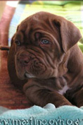 Mastino napoletano GARRY Bestia Glover