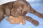 Mastino napoletano GARRY Bestia Glover
