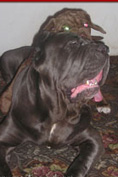 Mastino napoletano GARRY Bestia Glover