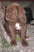 Mastino napoletano GARRY Bestia Glover