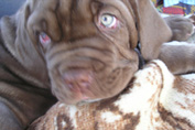 Mastino napoletano GARRY Bestia Glover