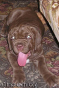 Mastino napoletano GARRY Bestia Glover