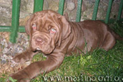 Mastino napoletano GARRY Bestia Glover