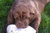 Mastino napoletano GARRY Bestia Glover