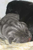 Mastino napoletano