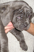 Mastino napoletano
