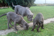 Mastino napoletano