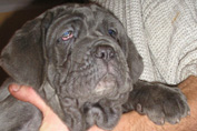 Mastino napoletano