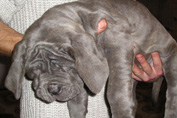 Mastino napoletano