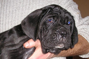 Mastino napoletano
