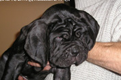 Mastino napoletano