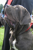 Mastino napoletano 