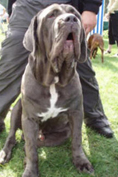 Mastino napoletano 