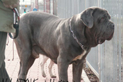 Mastino napoletano