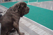 Mastino napoletano