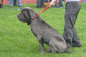 Mastino napoletano 