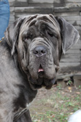 Mastino napoletano