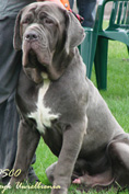 Mastino napoletano 