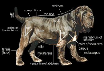 neapolitan mastiff