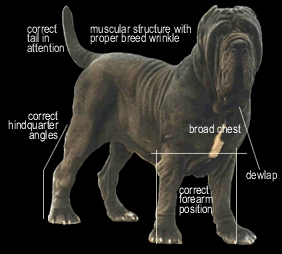 neaplitan mastiff