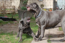 Neapolitan mastiff