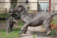 Neapolitan mastiff
