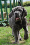 Neapolitan mastiff