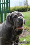 Neapolitan mastiff