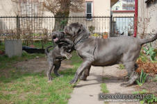 Neapolitan mastiff