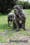 Neapolitan mastiff