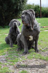 Neapolitan mastiff