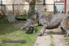 Neapolitan mastiff