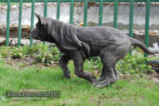 Neapolitan mastiff
