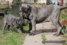 Neapolitan mastiff
