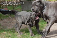 Neapolitan mastiff