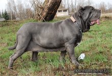 Neapolitan mastiff