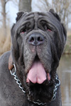 Neapolitan mastiff